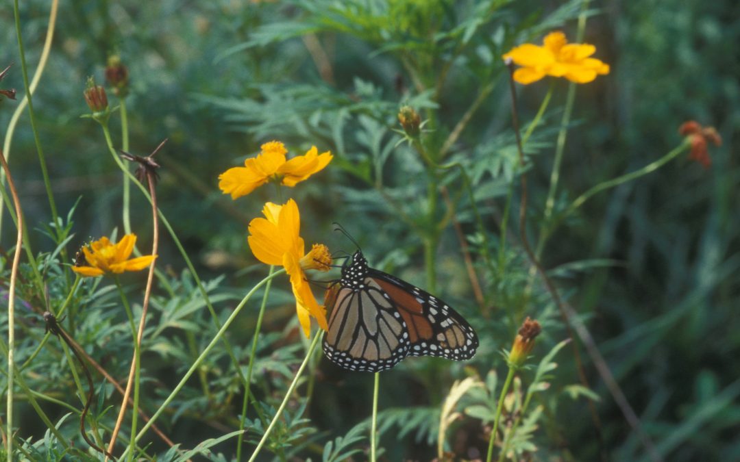 Where Do Insects Go in the Winter?