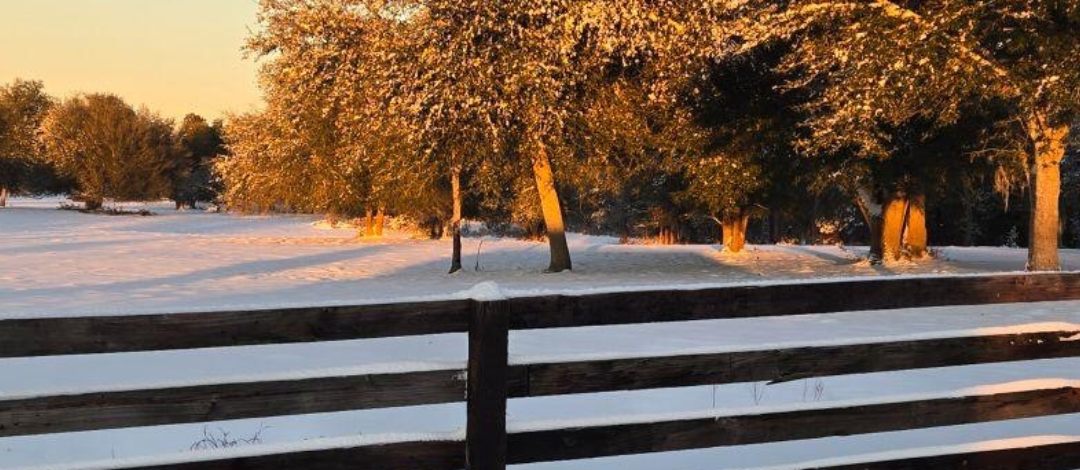 Cold Protection for the Northwest Florida Landscape