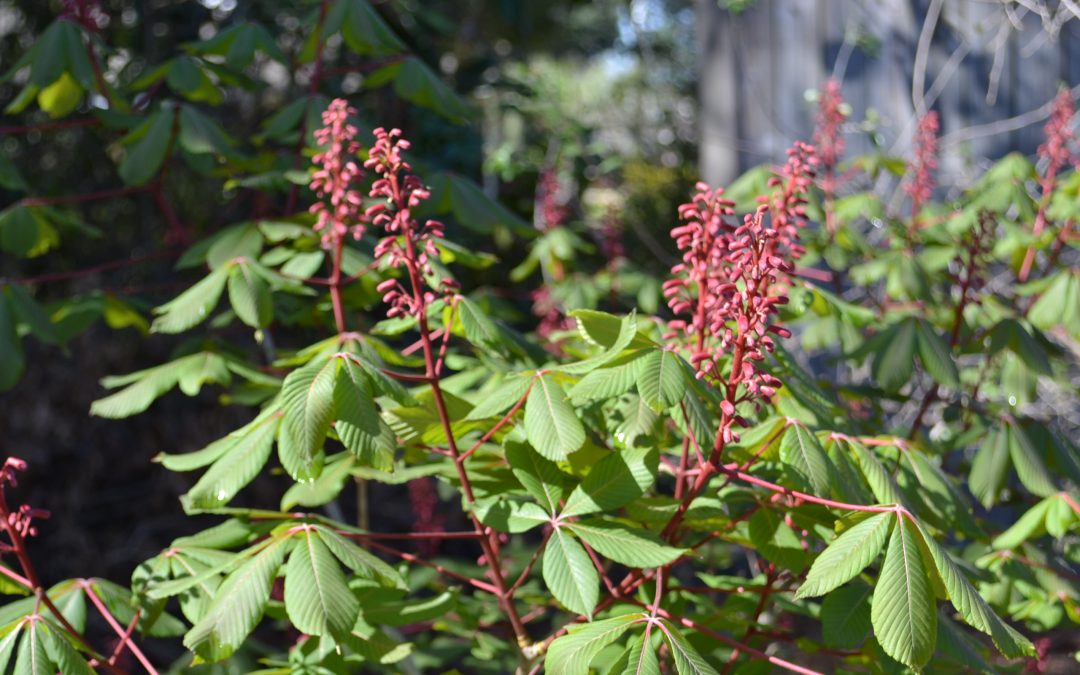 Red Buckeye Signals Spring is Coming