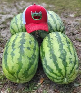 Hat on top of watermelons