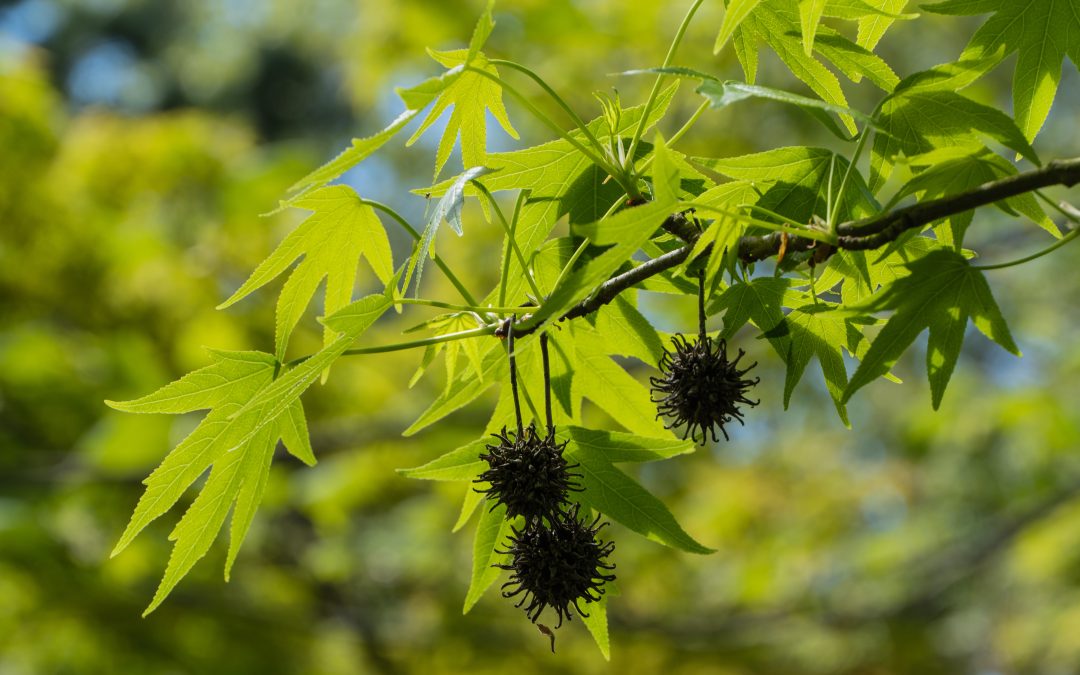 The Top Trees Behind Springtime Allergies