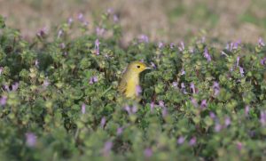 A Warbler looks for food in a patch of henbit, a common late winter wildflower. Credit: Juli DeGrummond.