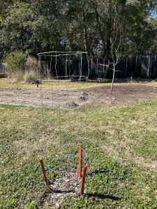 A plant cage formed from metal fencing. 