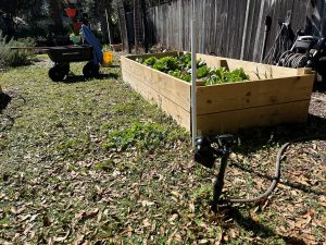 A motion activated sprinkler used to deter wildlife from a raised bed garden.