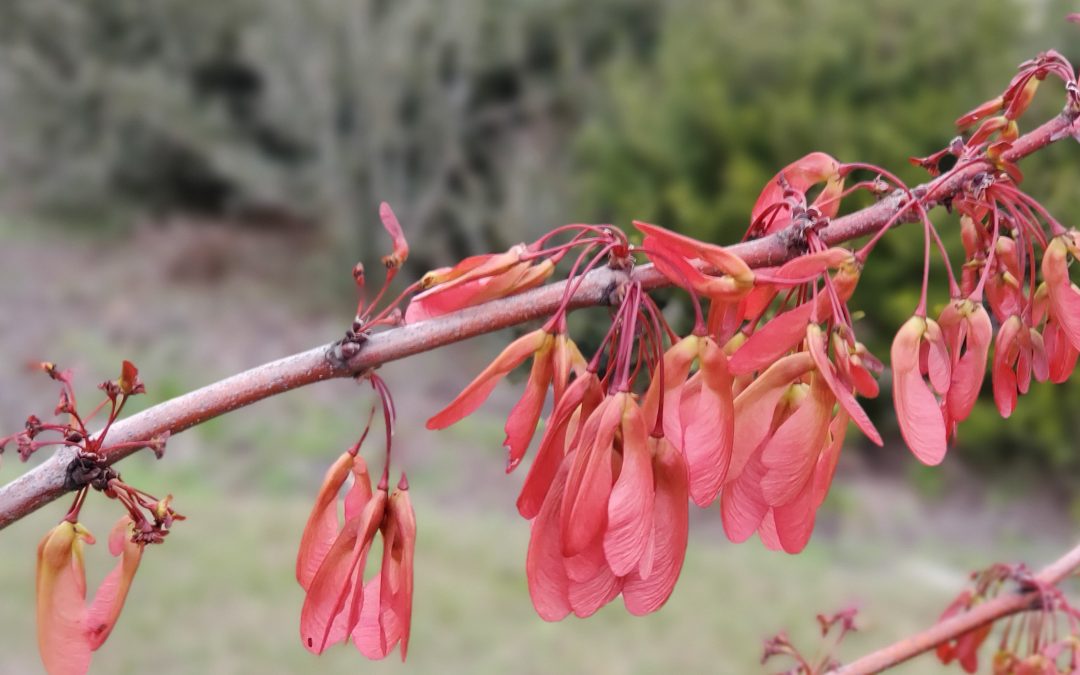 Roadside Red Blooms – Red Maples Showing Off This Spring