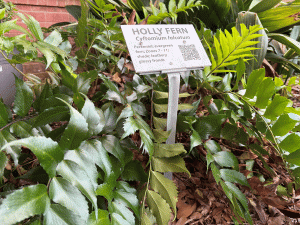 A holly fern in the landscape.
