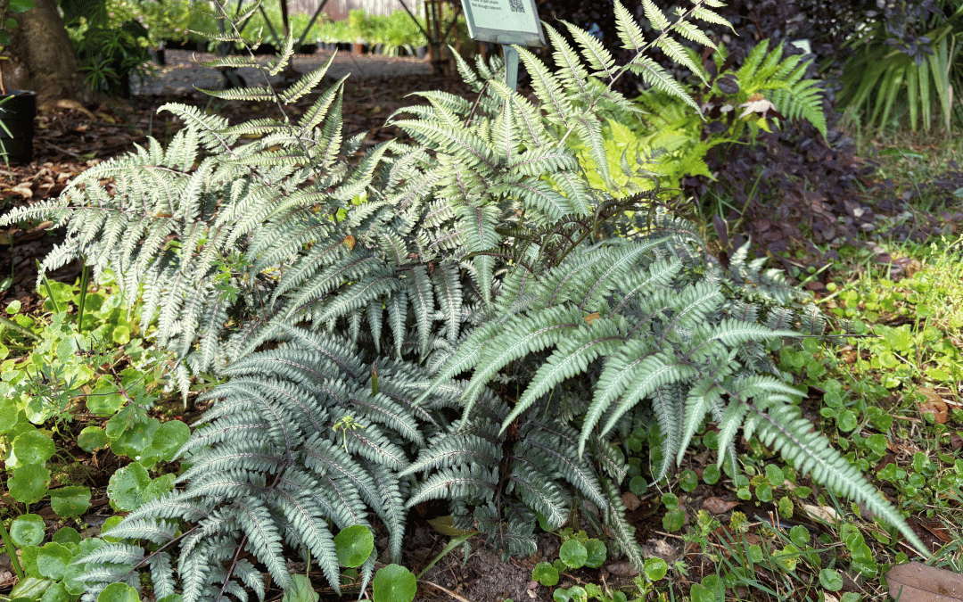 Fun Facts About Ferns