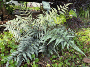 A Japanese painted fern in the landscape.