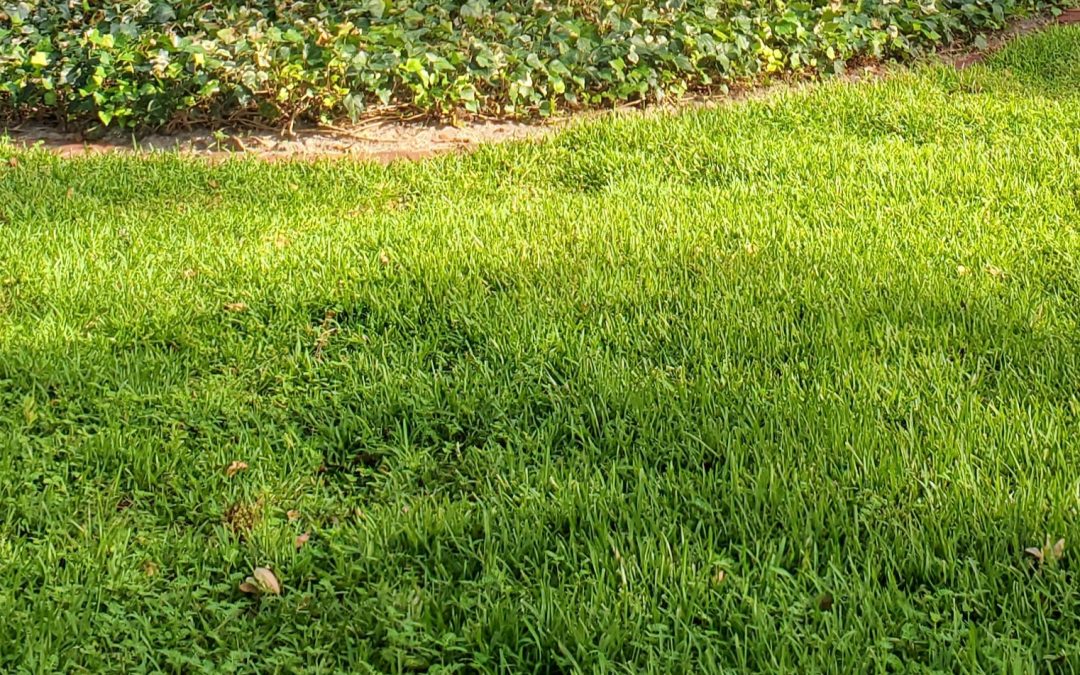 Grass is Growing; Time for Mowing