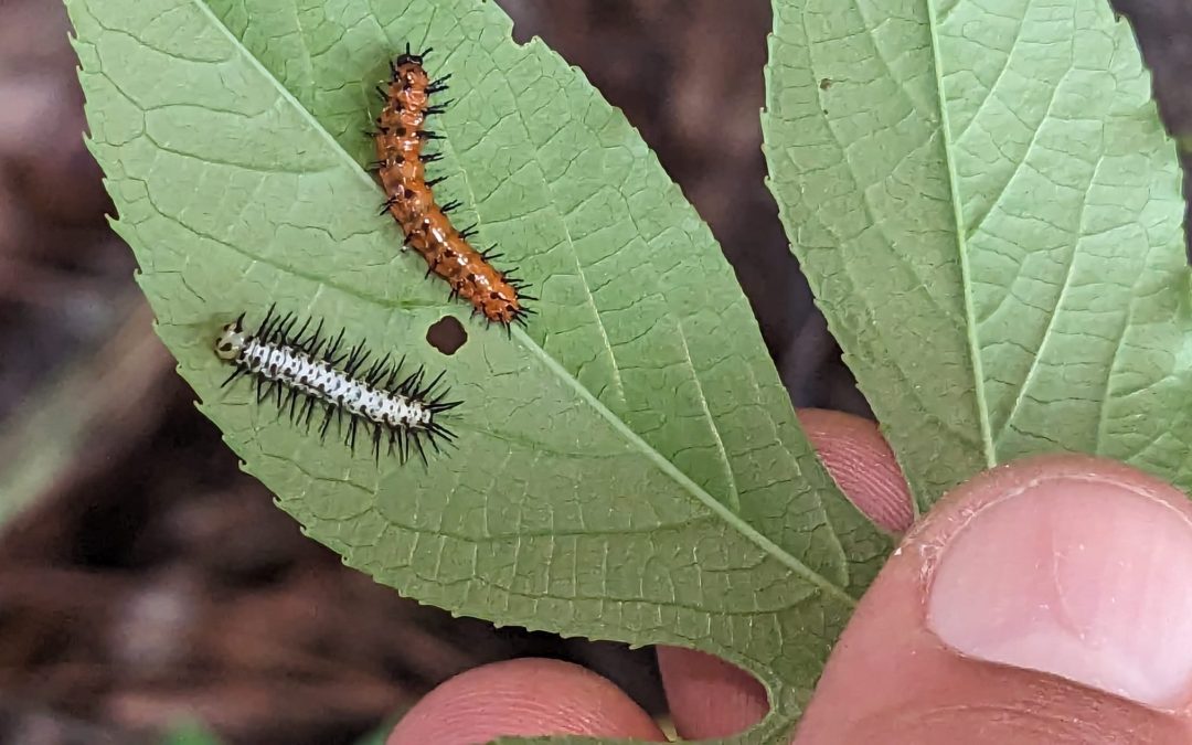Why Host and Nectar Plants Matter for Butterfly Gardening