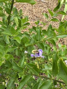 Bee like insect visiting purple flower