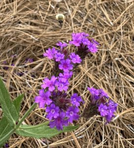 Bee like insect hovering over purple flowers