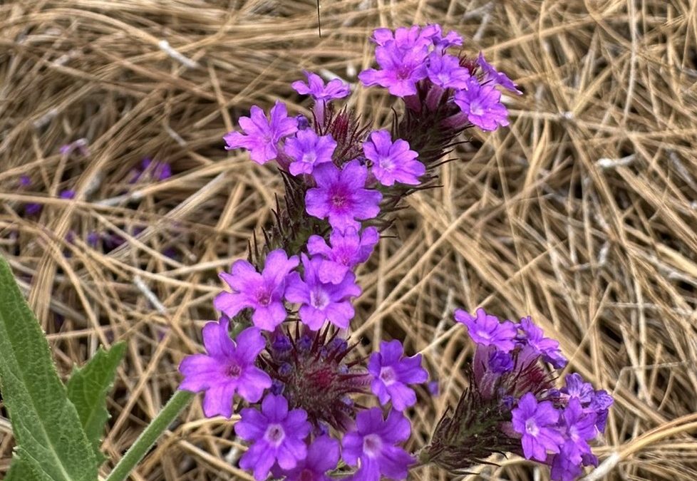 What’s the buzz about bee flies?
