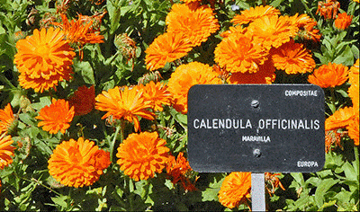 “Stink and Pretty”: The Pedagogy of Marigolds