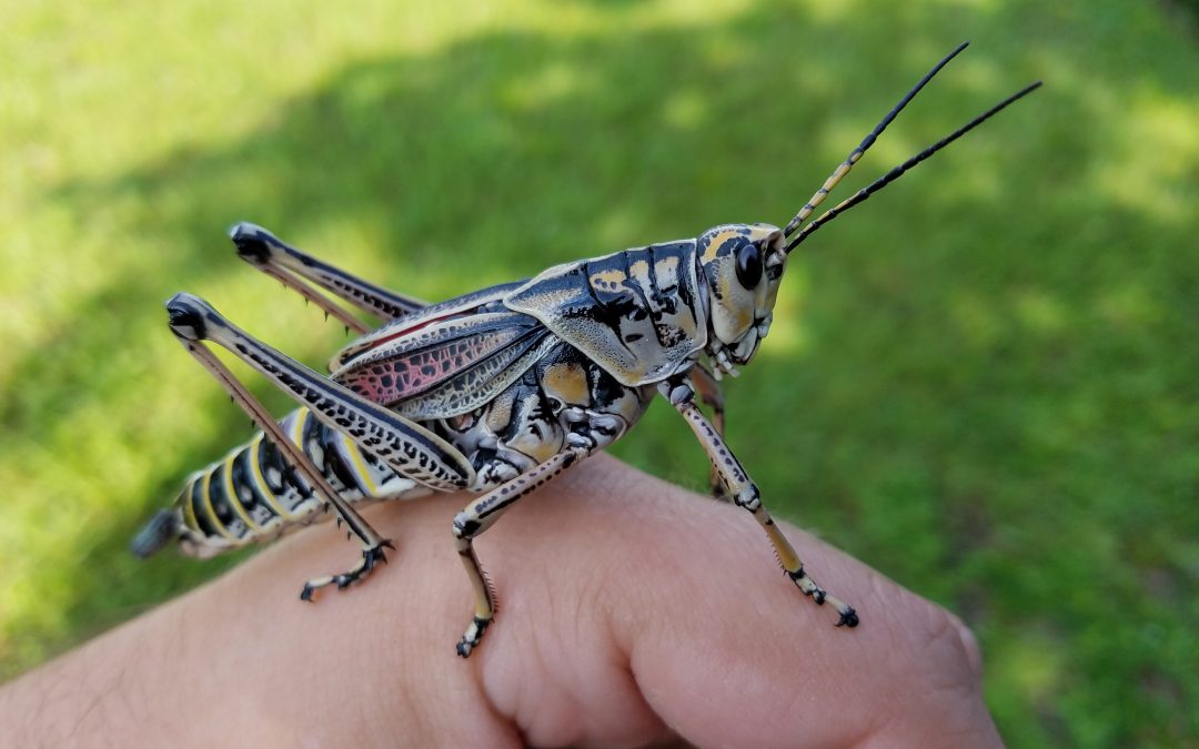 The Eastern Lubber Grasshopper