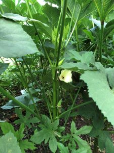 Close-up of okra plant with light green pods and a pale yellow flower.