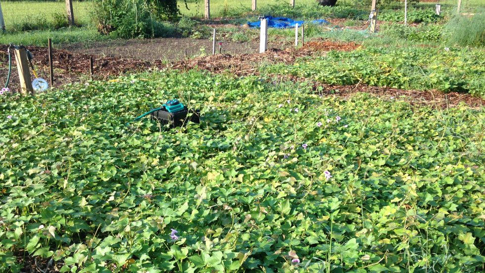 It’s Time for Sweet Potatoes