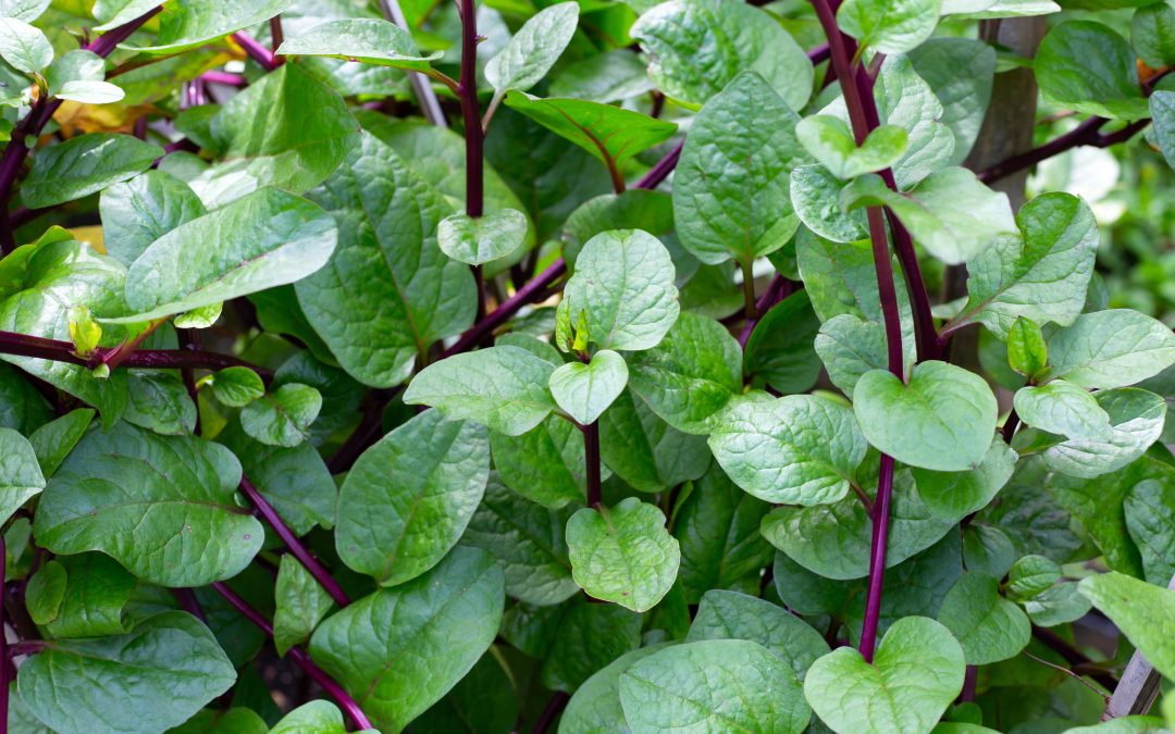 Summer Veggies That Can Take The Heat