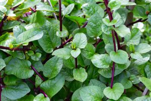 Red-stemmed Malabar spinach with thick, glossy green leaves climbing upward.