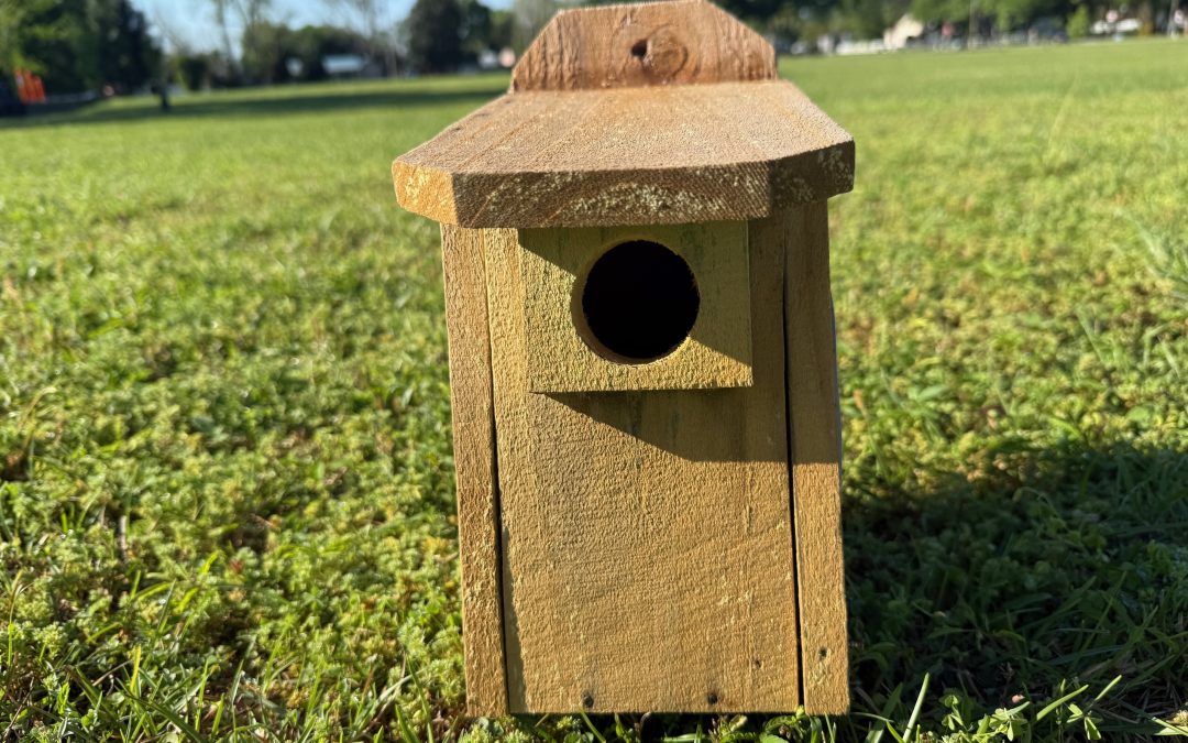 Bluebirds in Florida