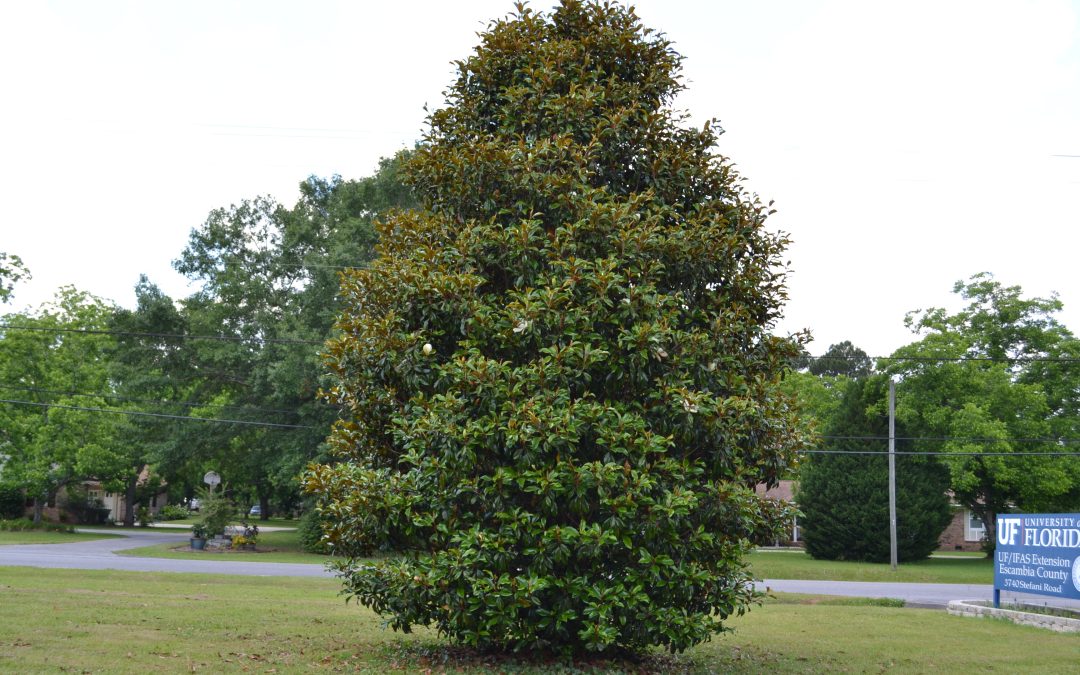 Video: Choosing the Best Location for a Southern Magnolia