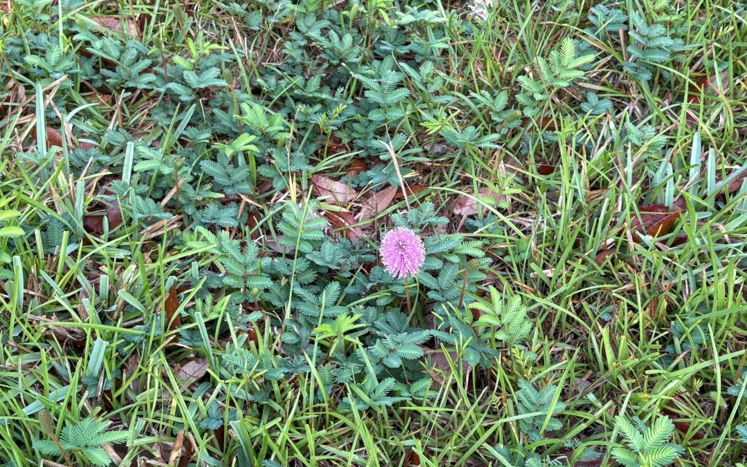 Update on My Powderpuff Mimosa Yard