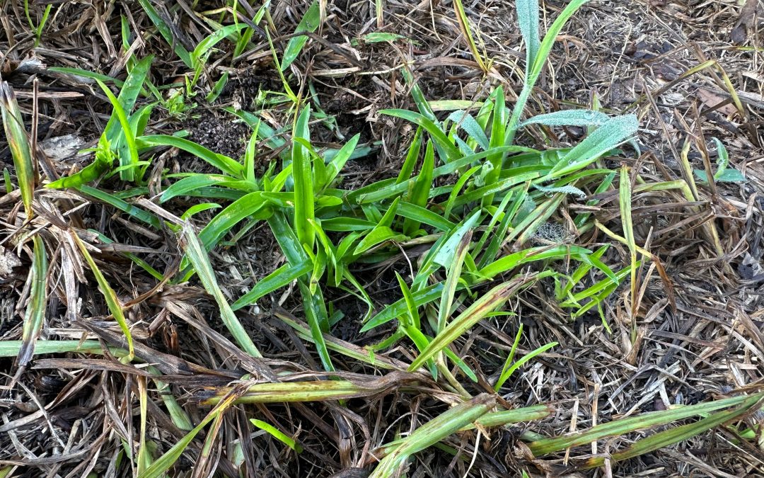 Doveweed Control in Centipedegrass Lawns & Landscaped Beds