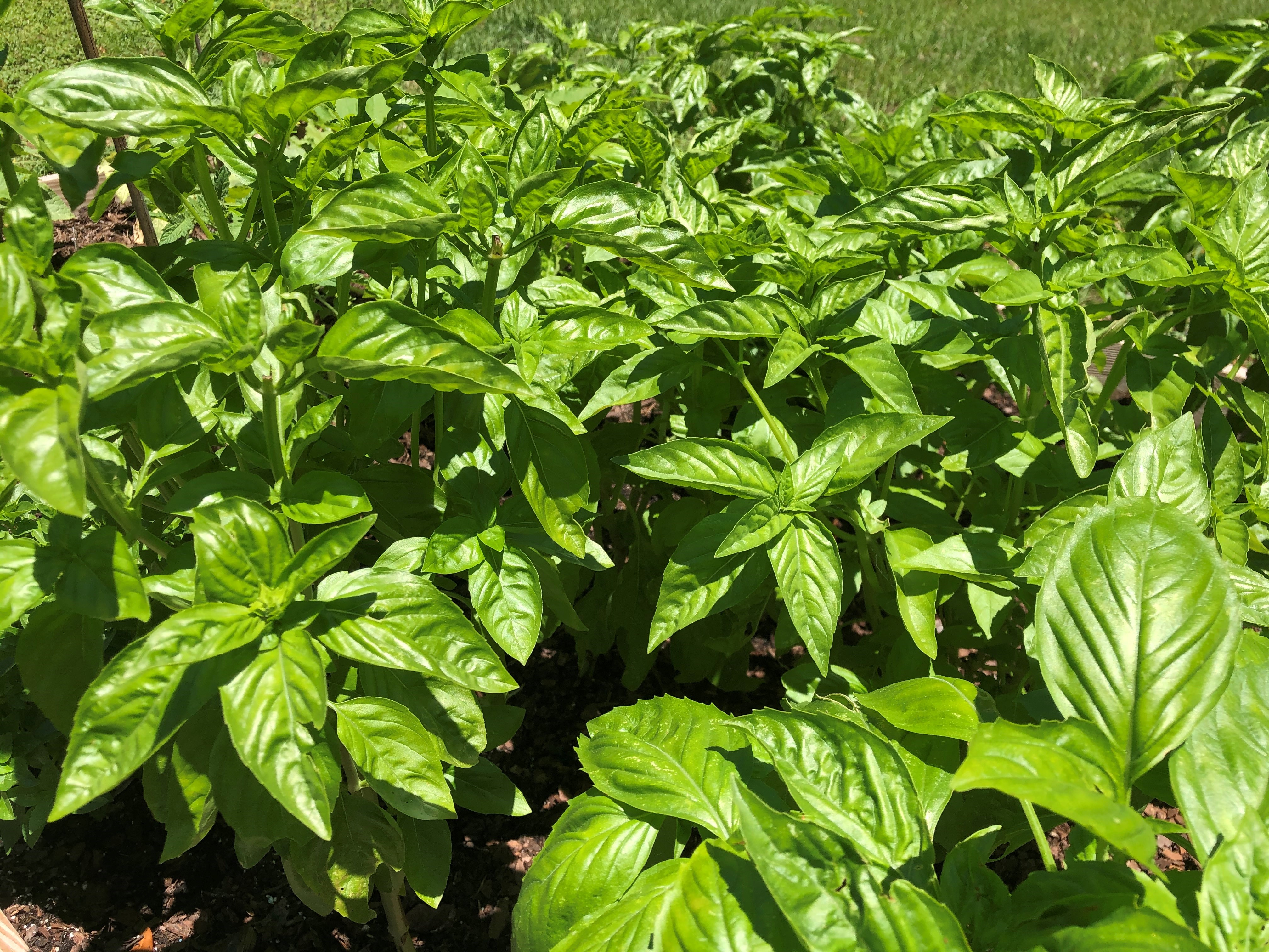Bright green basil plants growing densely in a sunlit garden bed.