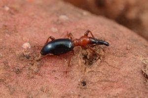 Sweet potato weevil