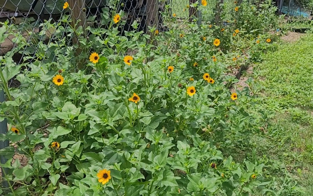 Video: Beach Sunflower is Not Just for the Beach