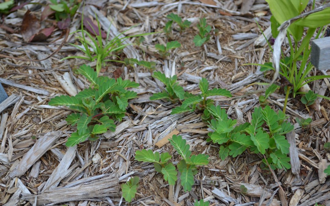 Weed Control Methods in Landscapes and Gardens