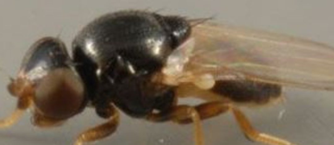 Nuisance Gnats abound in Northwest Florida this spring