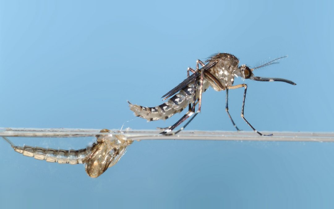 Break the Breeding Cycle to Minimize Mosquitoes