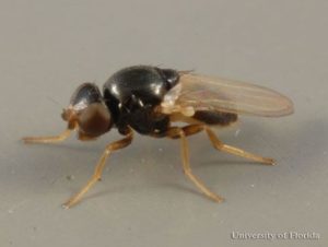 Close up picture if gnat