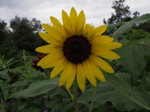 Yellow sunflower with water droplets on petals