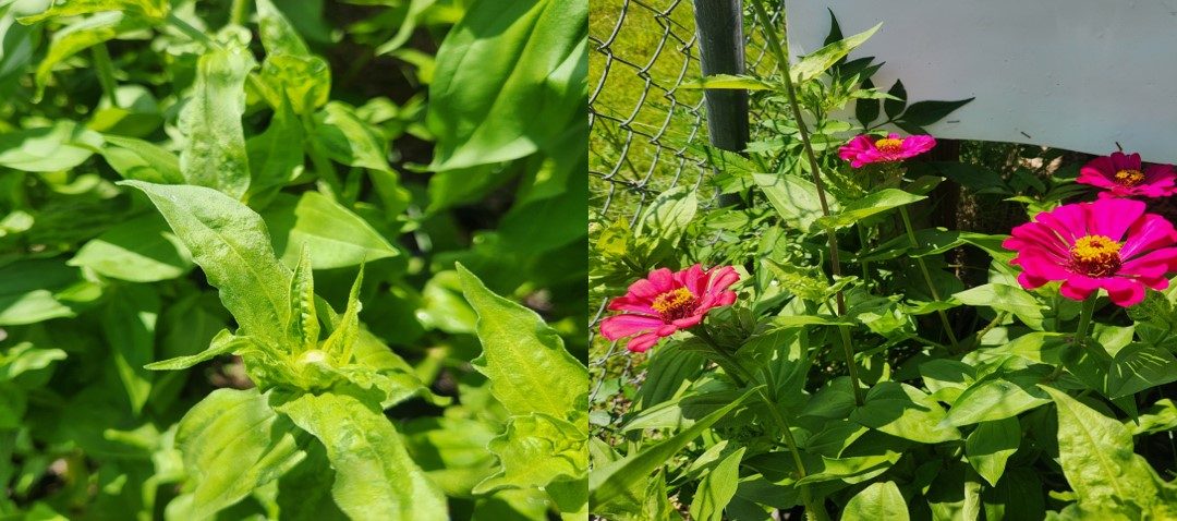 Zinnia Woes: What’s Causing Terminal Shoot Curling?