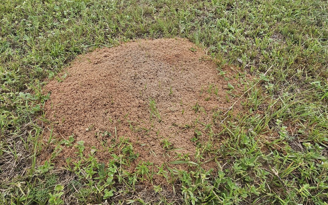Watch Your Step, Fire Ants are Out There!