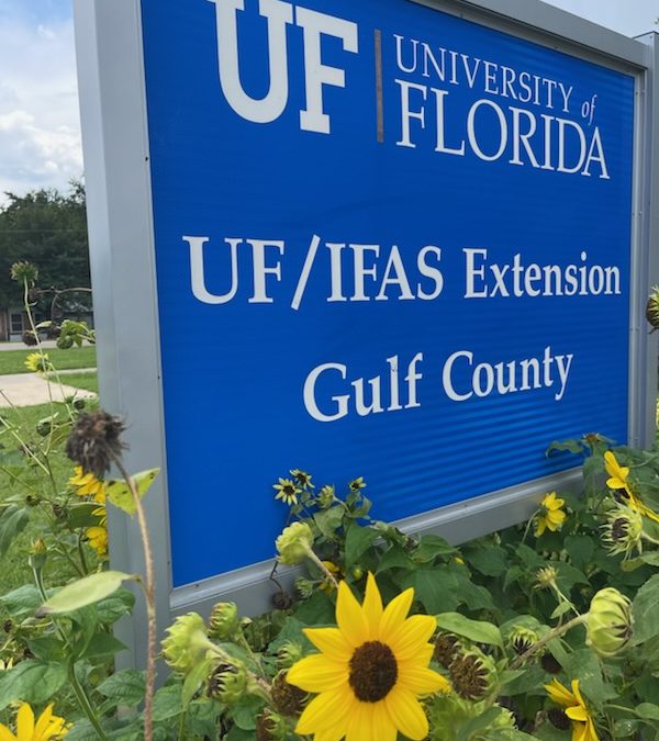 The Sunshine State is the Perfect Place for Sunflowers