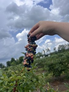 Stem of blueberries with hand holding the top.