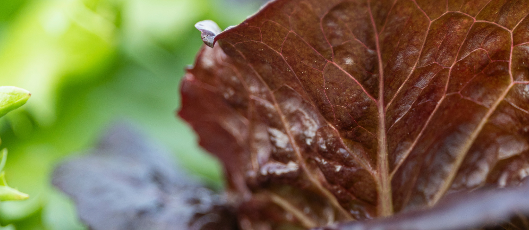Looking Ahead: Fall Gardening in the Florida Panhandle