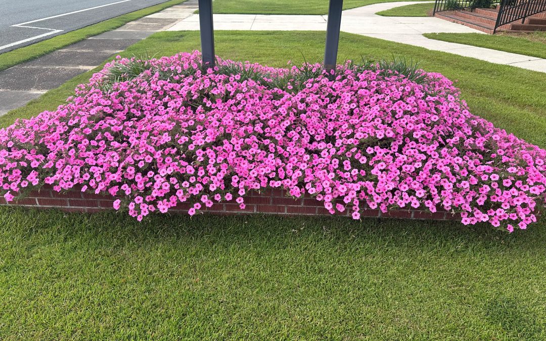 Supertunia Vista® Bubblegum® – The Toughest Petunia Around