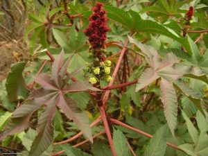 Castor bean