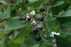 Chinese Tallow Tree