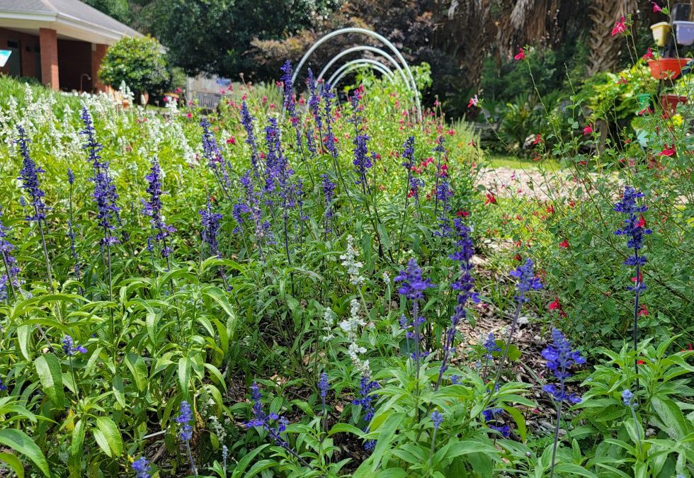 Planning and Planting for Wildlife