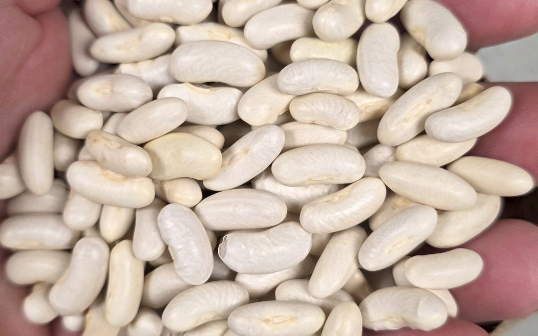 Non-GMO Seeds at the Garden Center? They All Are!