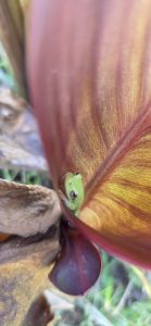 Frog in a canna lily