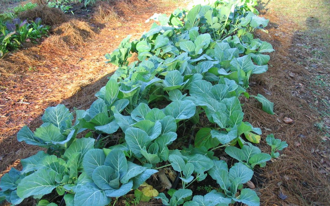 Fall Gardening Spotlight: Collard Greens
