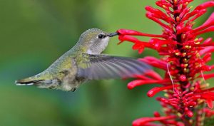 Hummingbird feeding on firespike plant