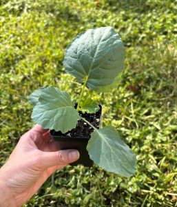 Hand holding a Georgia Southern collard seedling in a small pot, showing three large green leaves against a grassy background.