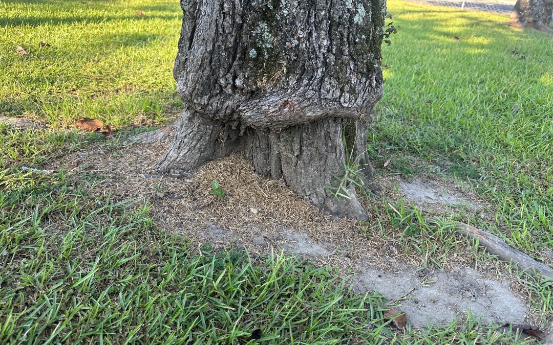 Landscape Tree Protection